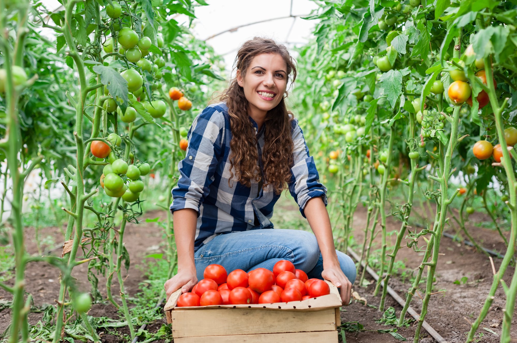 female farmer tomatoes greenhouse shutterstock_220324999-1